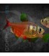 Tetra Llama Diamante 2.5-3cm | Hyphessobrycon flammeus