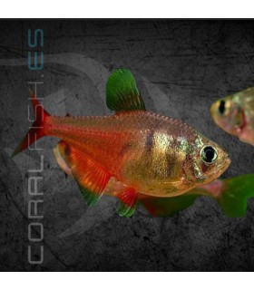 Tetra Llama Diamante 2.5-3cm | Hyphessobrycon flammeus