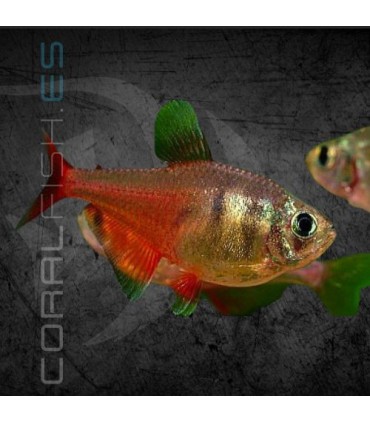 Tetra Llama Diamante 2.5-3cm | Hyphessobrycon flammeus