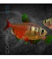 Tetra Llama Diamante 2.5-3cm | Hyphessobrycon flammeus