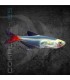 Tetra Cristal de Cola Roja 2.5-3 cm | Prionobrama filigera
