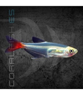 Tetra Cristal de Cola Roja 2.5-3 cm | Prionobrama filigera