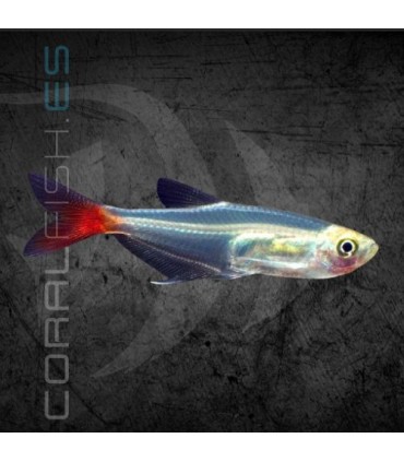 Tetra Cristal de Cola Roja 2.5-3 cm | Prionobrama filigera