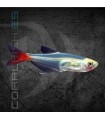 Tetra Cristal de Cola Roja 2.5-3 cm | Prionobrama filigera