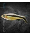 Tetra Pingüino 3-4 cm | Thayeria boehlkei