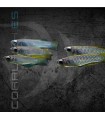 Pez Killi Linterna 2-2.5cm | Poropanchax normani