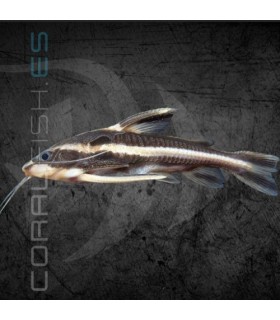 Pez Gato Come Caracoles 5-6 cm | Platydoras costatus
