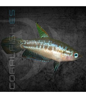Gourami Pigmeo 1.5-2cm | Trichopsis pumila