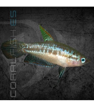 Gourami Pigmeo 1.5-2cm | Trichopsis pumila