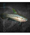 Gourami Pigmeo 1.5-2cm | Trichopsis pumila