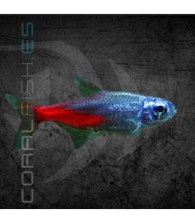 Tetra Neón Cabeza Diamante 2.5 cm | Paracheirodon innesi