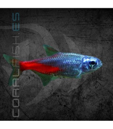 Tetra Neón Cabeza Diamante 2.5 cm | Paracheirodon innesi
