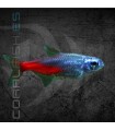 Tetra Neón Cabeza Diamante 2.5 cm | Paracheirodon innesi