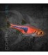 Rasbora espei 2-3 cm | Trigonostigma espei