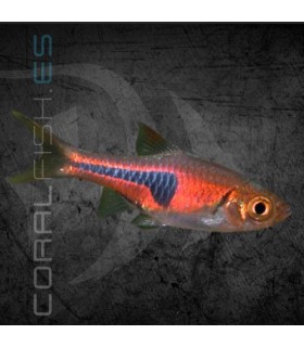 Rasbora espei 2-3 cm | Trigonostigma espei