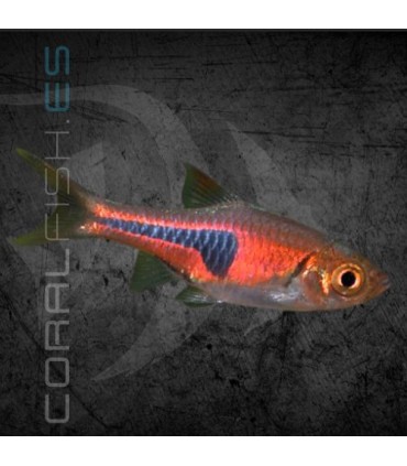 Rasbora espei 2-3 cm | Trigonostigma espei