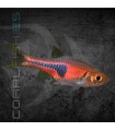 Rasbora espei 2-3 cm | Trigonostigma espei