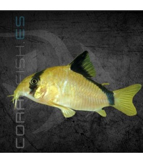 Corydora Bandido 3 cm | Corydoras metae