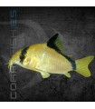 Corydora Bandido 3 cm | Corydoras metae