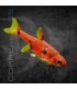 Rasbora Maculata 1.5 cm | Boraras maculatus