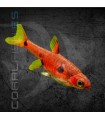 Rasbora Maculata 1.5 cm | Boraras maculatus