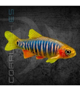 Rasbora Esmeralda 1.5-2.5 cm | Danio erythromicon