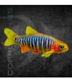Rasbora Esmeralda 1.5-2.5 cm | Danio erythromicon