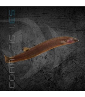 Kuhli Negro 5-6cm | Pangio oblonga