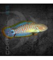 Gobio Pavo Real 3-4 cm | Tateurdina ocellicauda