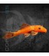 Ancistrus Super Red 2 cm | Ancistrus sp.