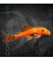 Ancistrus Super Red 2 cm | Ancistrus sp.
