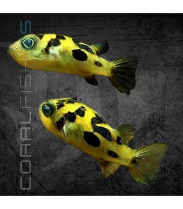 Pez Globo Enano 1-1.5 cm | Carinotetraodon travancoricus
