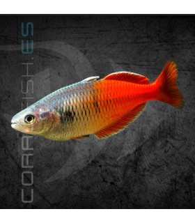 Pez Arcoíris boesemani Súper Rojo 4-5 cm | Melanotaenia