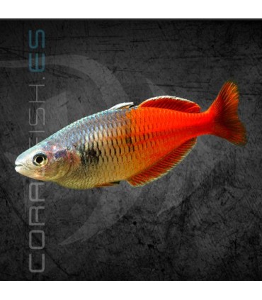 Pez Arcoíris boesemani Súper Rojo 4-5 cm | Melanotaenia