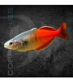 Pez Arcoíris boesemani Súper Rojo 4-5 cm | Melanotaenia boesemani