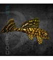 Plecostomus Naranja Marmol 5-6 cm  | Pterygoplichtys joselimaianus