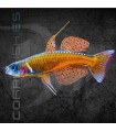 Arcoíris de Paska 2 cm | Pseudomugil paskai