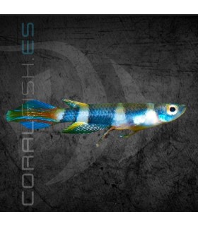 Killi Payaso 2.5 cm | Aplocheilus annulatus