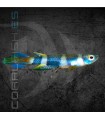 Killi Payaso 2.5 cm | Aplocheilus annulatus