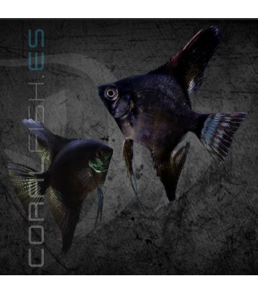 Escalar Negro Velvet 4-5 cm | Pterophyllum scalare