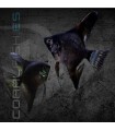 Escalar Negro Velvet 4-5 cm | Pterophyllum scalare
