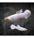 Guppy Macho Snow White 3.5-4 cm | Poecilia reticulata