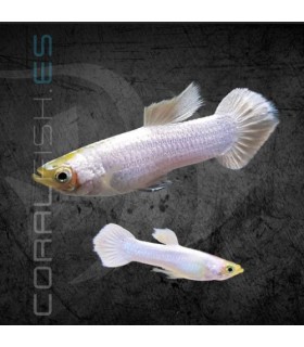 Guppy Macho Snow White 3.5-4 cm | Poecilia reticulata