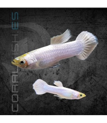 Guppy Macho Snow White 3.5-4 cm | Poecilia reticulata