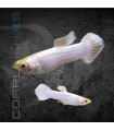 Guppy Macho Snow White 3.5-4 cm | Poecilia reticulata