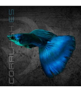 Guppy Macho Blue Moscú 3.5-4cm | Poecilia reticulata