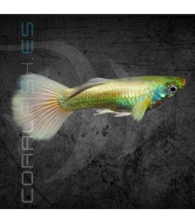 Guppy Macho Full Gold 2-2.5 cm | Poecilia reticulata