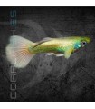 Guppy Macho Full Gold 2-2.5 cm | Poecilia reticulata