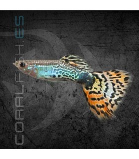 Guppy Macho Tigre Neón 3.5-4cm | Poecilia reticulata