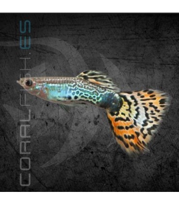 Guppy Macho Tigre Neón 3.5-4cm | Poecilia reticulata